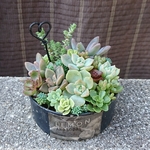 多肉植物リメ缶寄せ植え [ネイビーF]