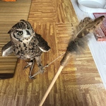 ふくろうの羽根の猫じゃらし