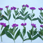 押し花素材・クフェア