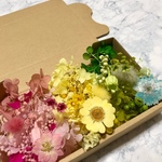 押し花3カラー＊ハーバリウム 花材ドライフラワー  花材セット