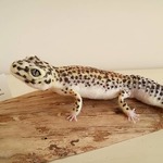 羊毛フェルトのヒョウモントカゲモドキ