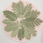 NO.126N シルバーリーフ／押し花素材