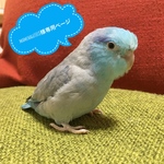 mamehagu1018様専用ページ