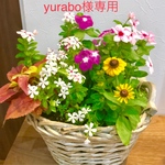 yurabo様 専用 寄せ植え