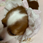 犬スヌードピンクチュールレース