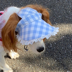 犬用サンバイザー