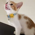 ＊子猫用＊ニコちゃん☺︎首輪(13~18cmの間で調整可能)