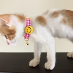 ＊子猫用＊ニコちゃん☺︎首輪(13~18cmの間で調整可能)