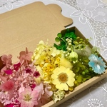 3色押し花入れるだけで作れる＊ハーバリウム 花材ドライフラワー  花材セット