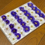 お花屋さんが作った本日のドライフラワーはアスターです！