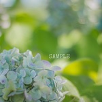 「garden flower」A4サイズ写真㉕