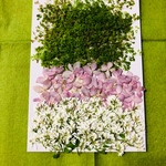 押し花素材🌼小花ミックス🌼