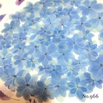 ♡new♡作家様必見♡ 紫陽花がいっぱい♡ 押し花セット