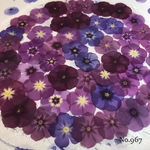 ♡new♡作家様必見♡ 人気のフロックスがいっぱい♡ 押し花セット
