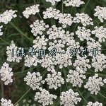 l様 専用ページです。