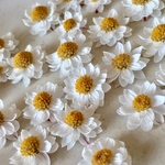 【ドライフラワー】ハナカンザシ