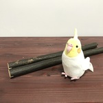 【めんま様オーダー品】自然木止まり木×2本