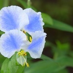 Ｔさま専用　他の方は購入しないでください　花に白蛇　長玉　青緑マーブル金箔散らし　（花・青緑）