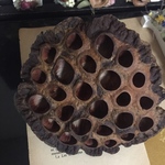 蓮のヘッド ドライフラワー