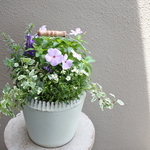 minneユーザーさま専用🌸ニチニチソウ『夏の思い出』とかわいいお花の寄せ植え*