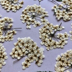 コデマリ 白 押し花素材（押し花パック）小