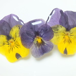 本物のお花✿　ビオラバレッタ