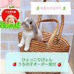 羊毛フェルトうさぎ(ひょっこりぴょん)