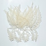 山シダ(小)の小分け