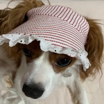 犬用サンバイザー