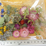 ドライフラワー 矢車草 貝細工 カスミソウ ルドベキアタカオ  詰め合わせ アソート 花材
