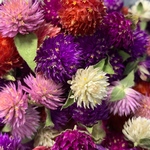  E66☆千日紅【MIX50個】 花材ドライフラワー