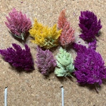 E67☆ケイトウ【MIX10個】 花材ドライフラワー