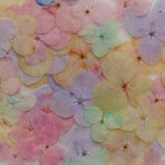 Gentleアナベル　２０輪。。。押花素材