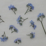 忘れな草　横押し　１０枝。。。押花素材