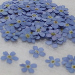 忘れな草　20輪。。。押し花素材　