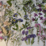 押し花素材 エリカ他小花セット💐