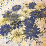 ♡new♡作家様必見♡ 可愛いニゲラのお花がいっぱい♡ 押し花セット
