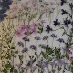 押し花素材 ブラキカム他小花セット💐