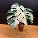 希少 モンステラ 斑入り ホワイトタイガー カット苗