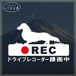 ダックスフンドの白色シルエットステッカー煽り運転ドライブレコーダー録画中‼