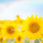 「ひまわり畑」A4サイズ写真①