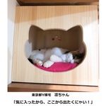 キャットハウス　木製　にゃんこ ”ぷぎゃっと” ハウスラージサイズ