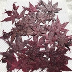 モミジ 押し花②
