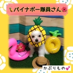 受注製作【パイナポー隊員♡】(送料無料)