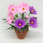 コスモスの花鉢 C ミニチュア