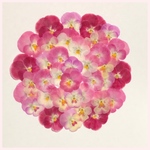 天然押し花素材  228