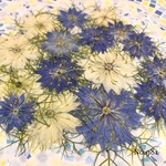 ♡new♡作家様必見♡ 可愛いニゲラのお花がいっぱい♡ 押し花セット