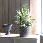 爽やかセール★お部屋で楽しむ♪上品なスパティフィラムの寄せ植え