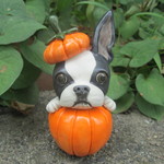 ハロウィン・ボストンテリア①
