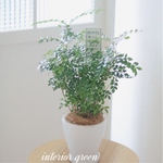 ✧‧˚爽やかgreen❁コンパクト観葉植物❁シマトネリコ❁*。
